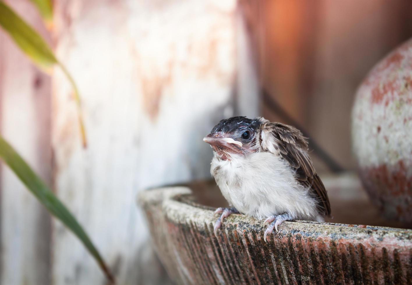 Close-up of a sparrow in a bowl photo