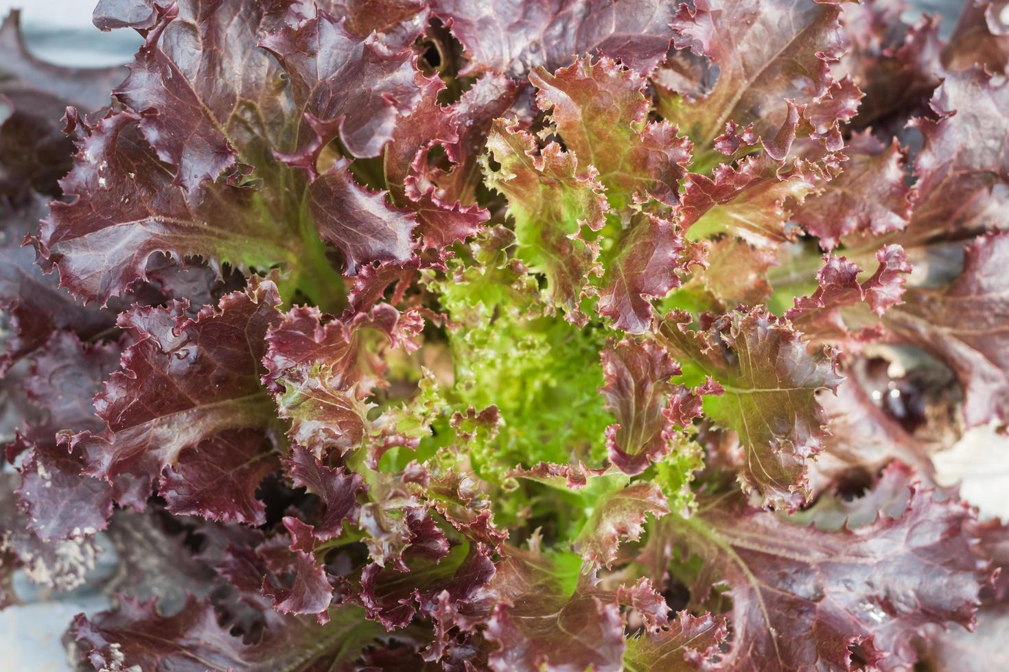 Close-up de lechuga roja y verde foto