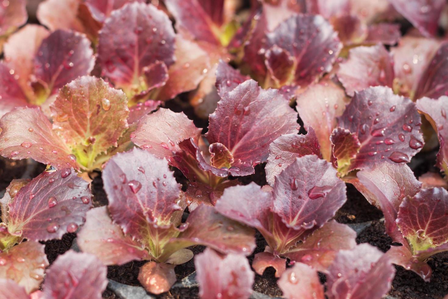 primer plano, de, hojas rojas, plantas foto