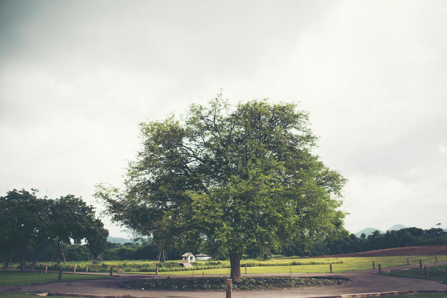 retrato, de, grande, tamarindo, árbol foto