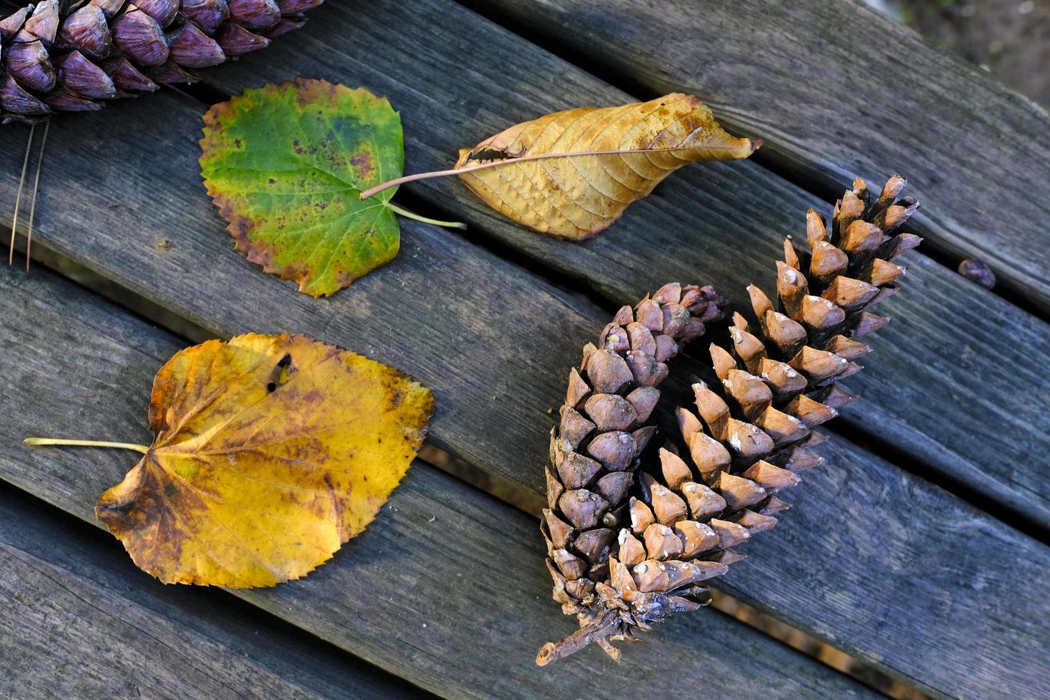 Pine cones and leaves on a wooden table photo