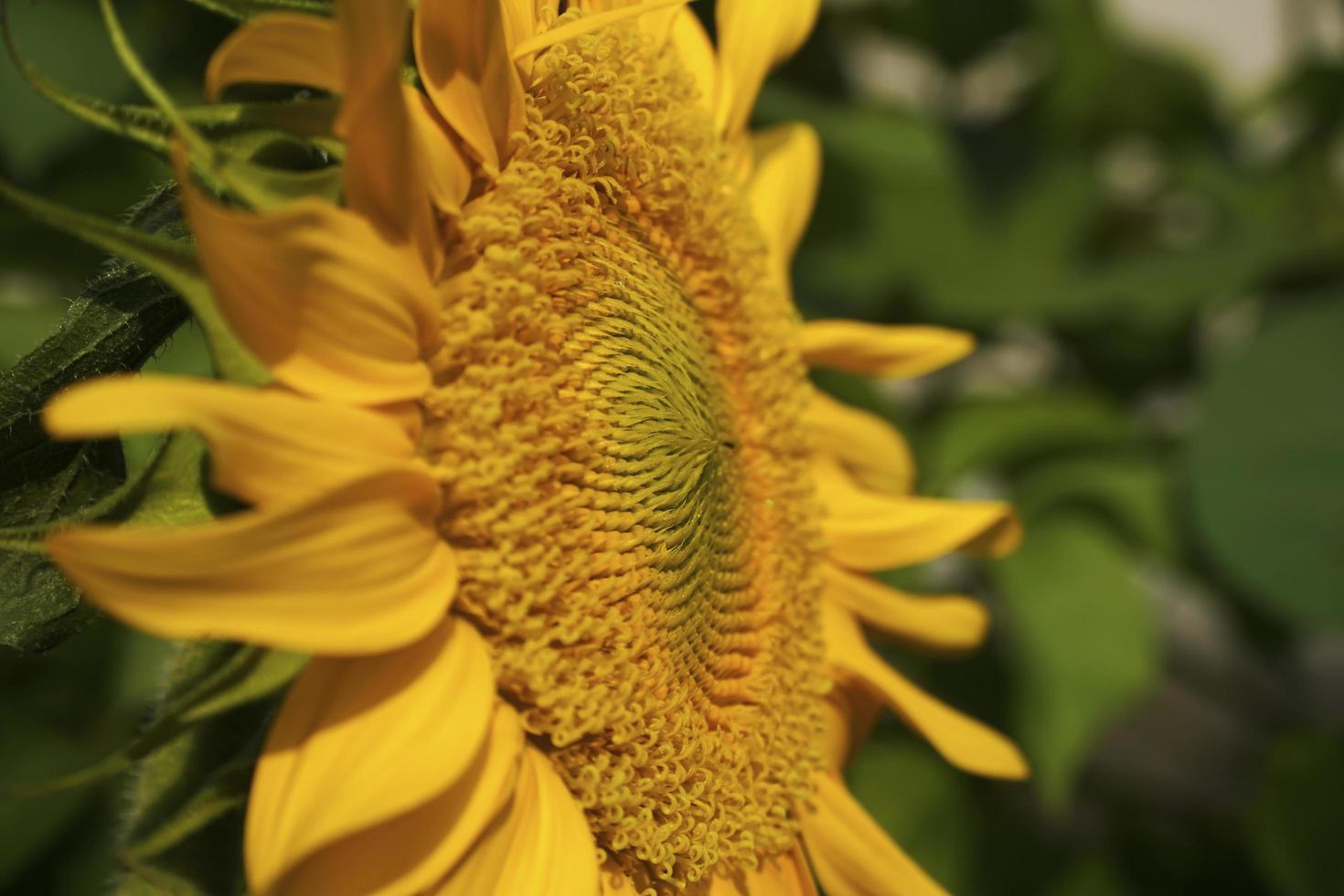 girasol en un día soleado foto