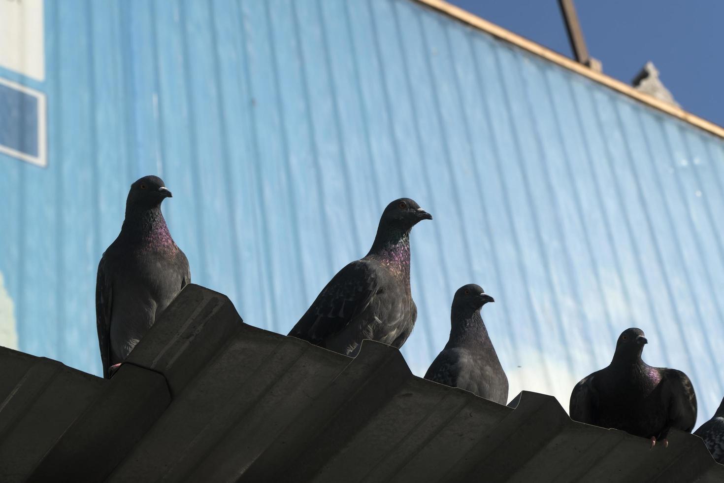 Pigeons on a aluminum roof with blue background photo