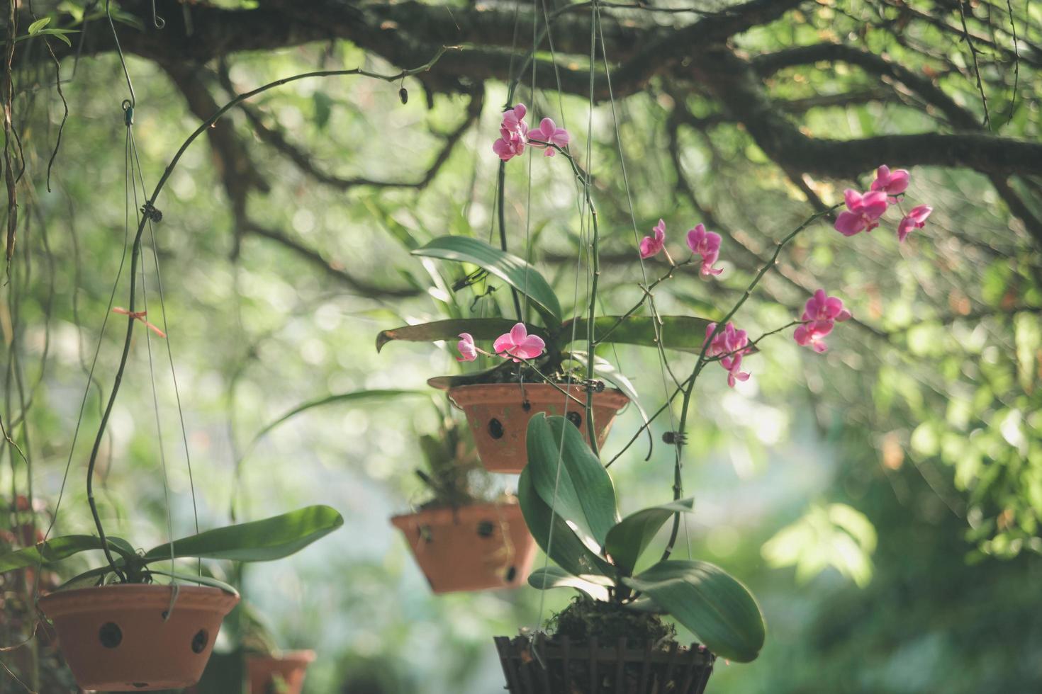 Pink orchids in hanging pot photo