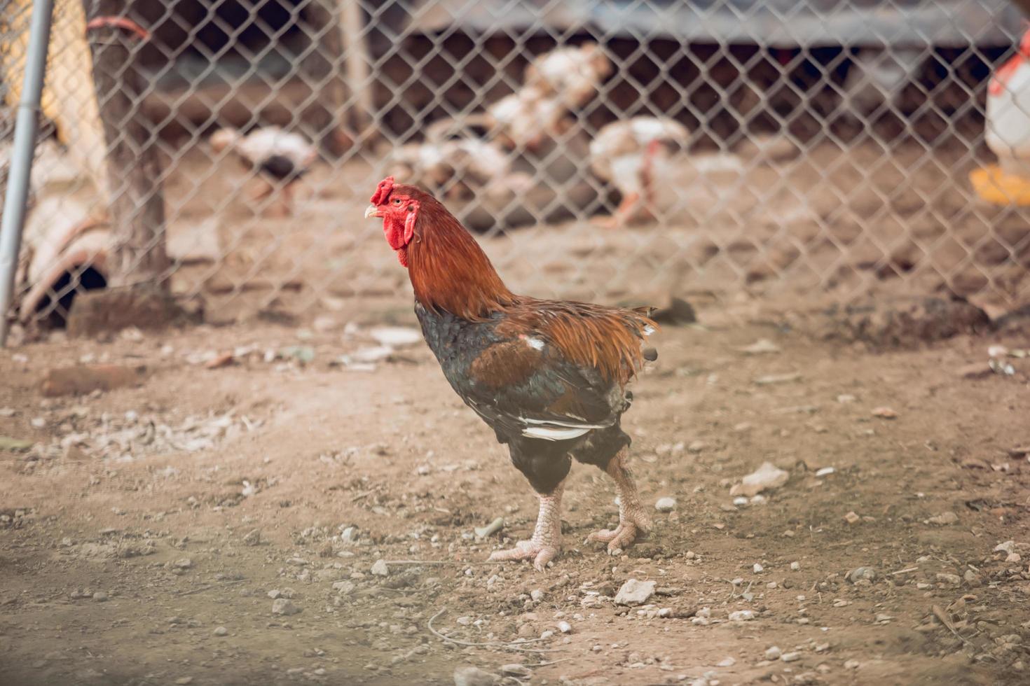 gallo en un gallinero foto