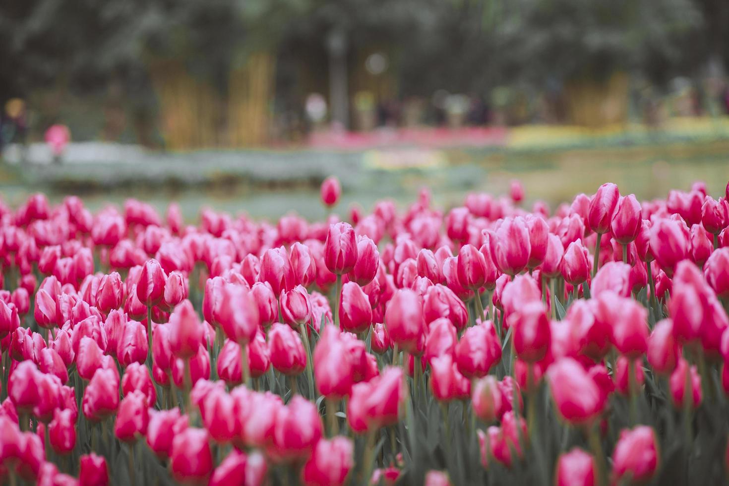 campo de tulipanes rosa foto