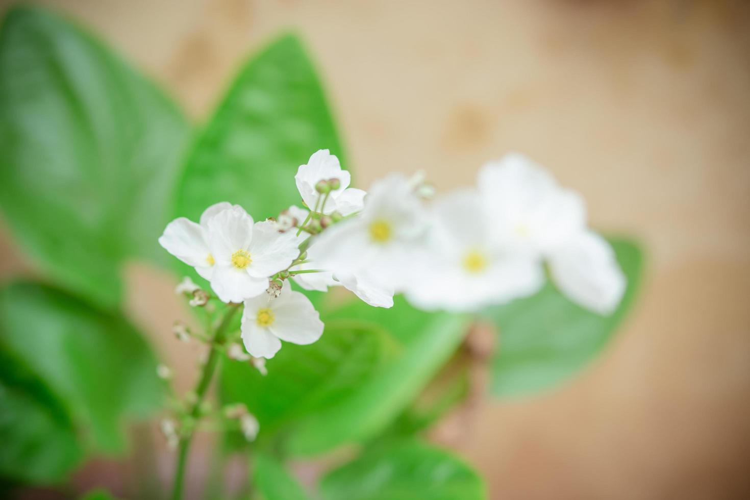 Blooming white flowers of creeping burhead plant photo