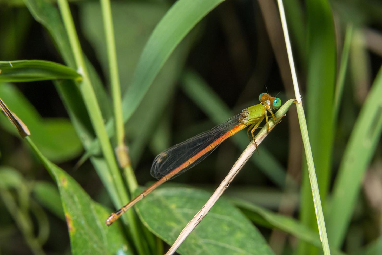 libélula en una planta foto