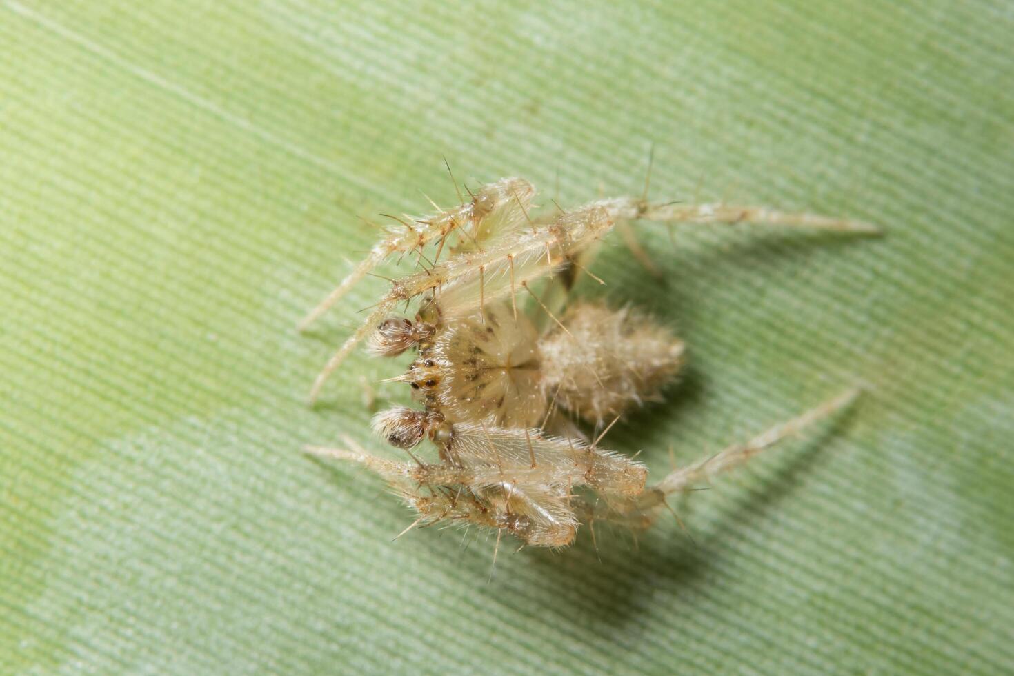 araña en una hoja foto