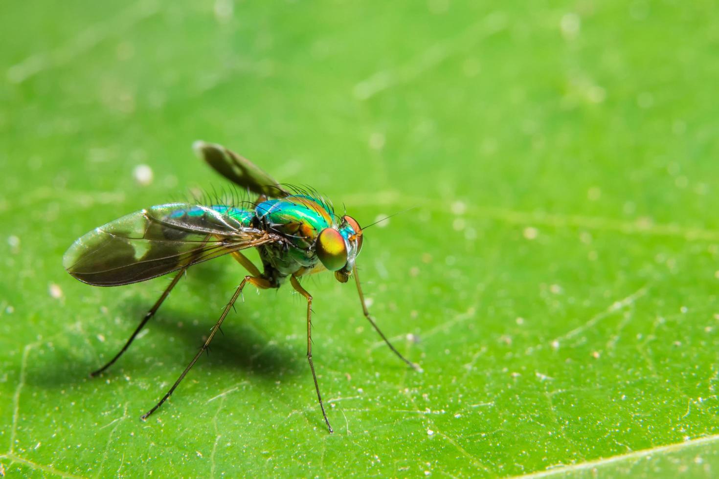 Long legged fly on a leaf photo