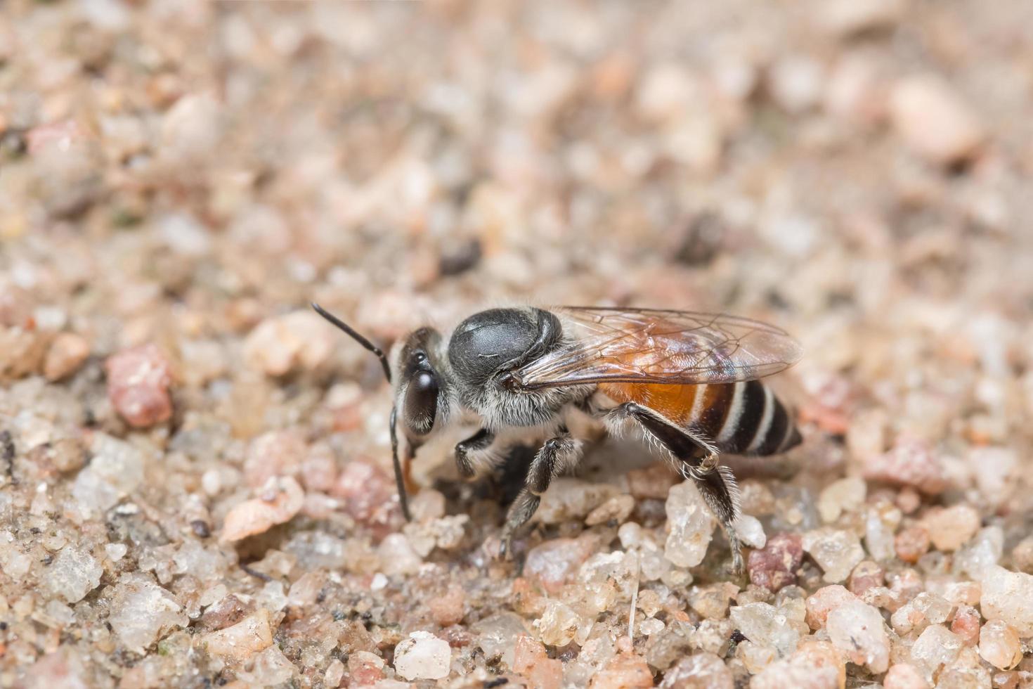 abeja alimentándose en el suelo foto