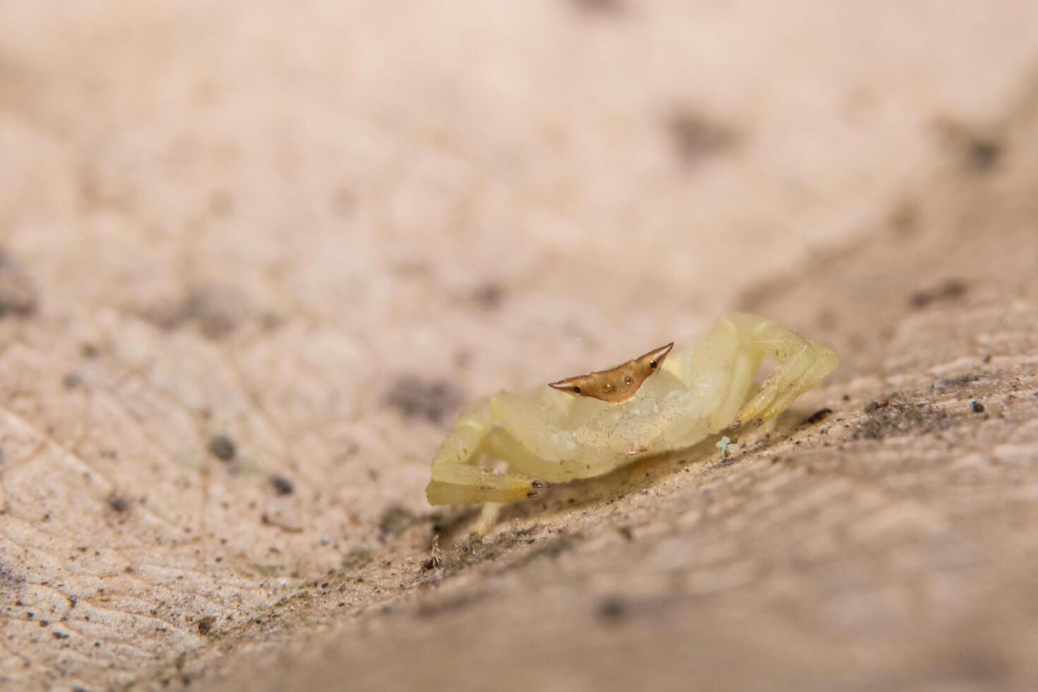 araña, foto de primer plano