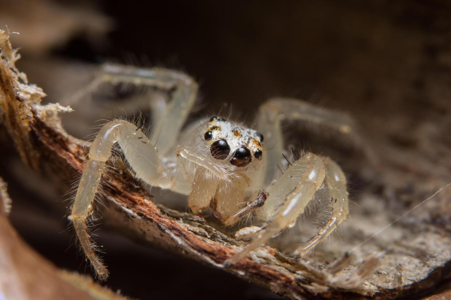 araña en un árbol foto