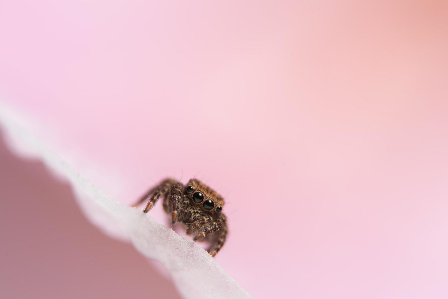 Spider, close-up photo