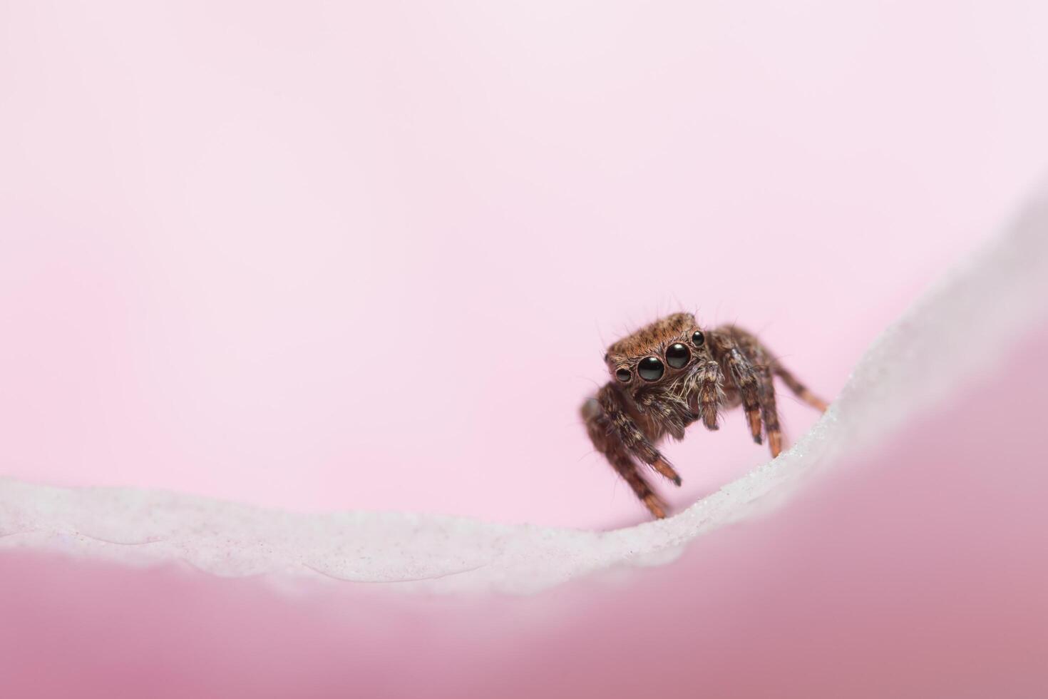 araña, foto de primer plano