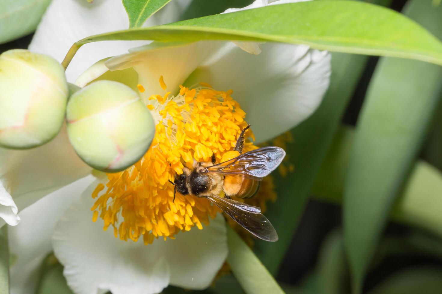 Bee looking for nectar photo