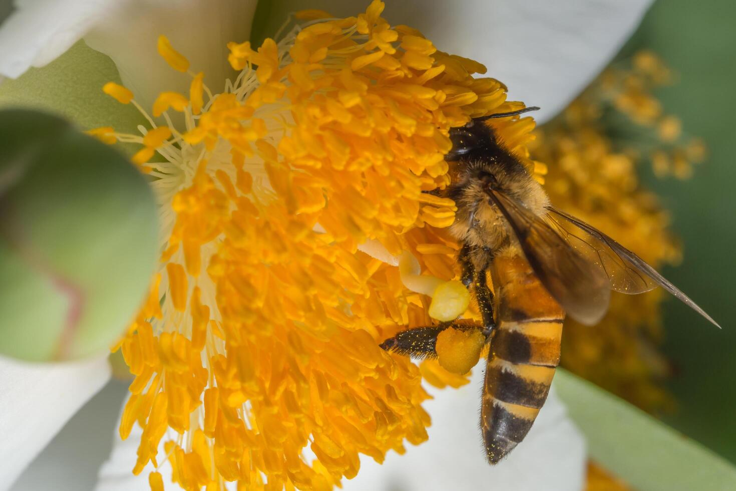 Bee looking for nectar photo