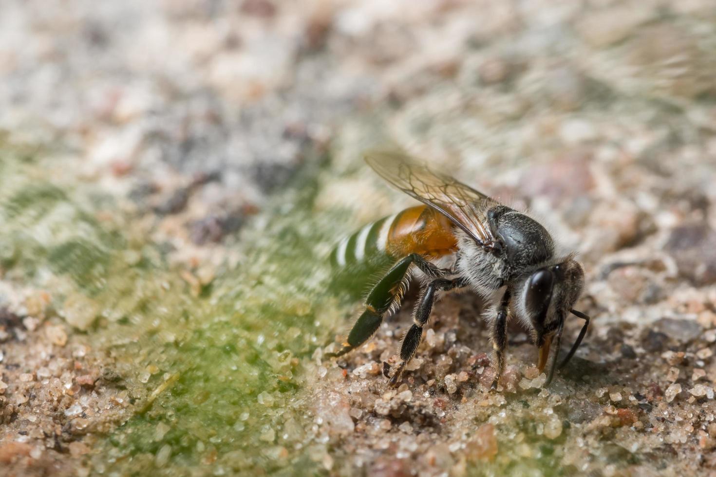 abeja alimentándose en el suelo foto