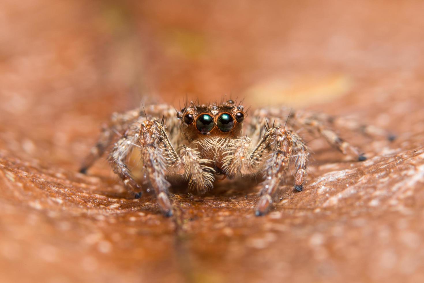 araña, foto de primer plano