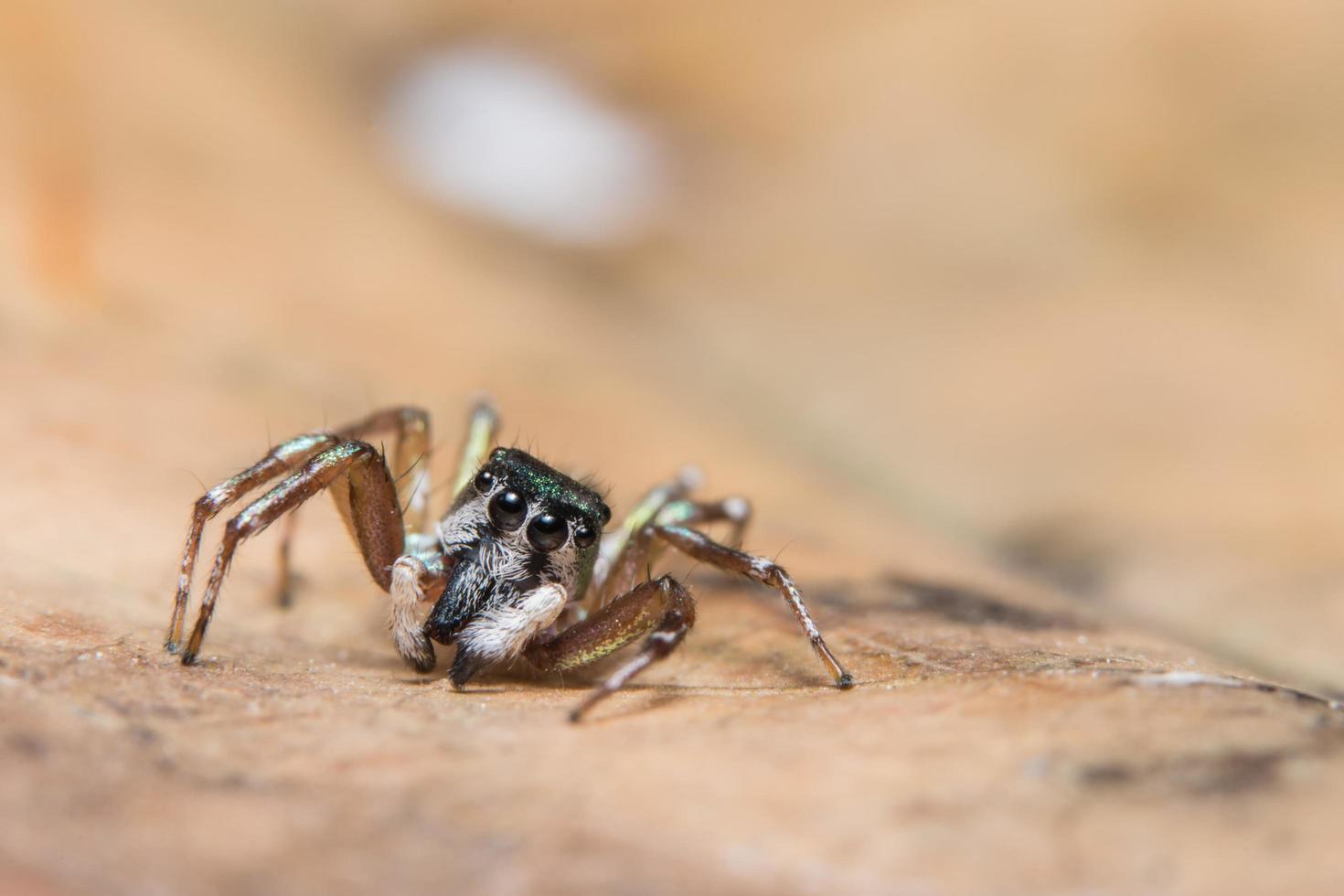 Araña marrón sobre una hoja seca foto