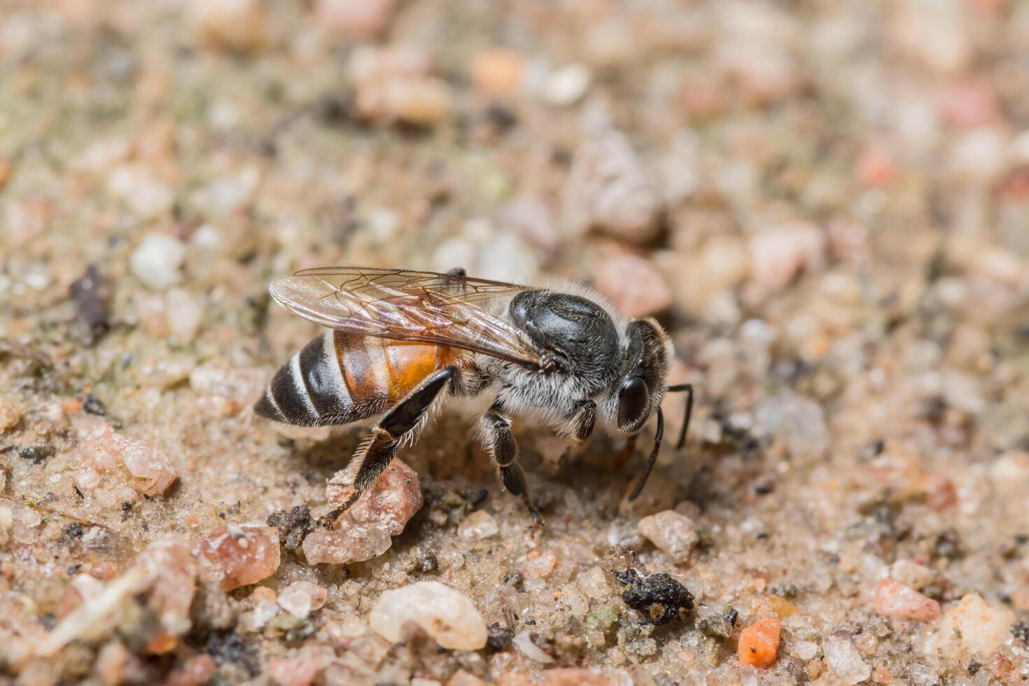 abeja alimentándose en el suelo foto