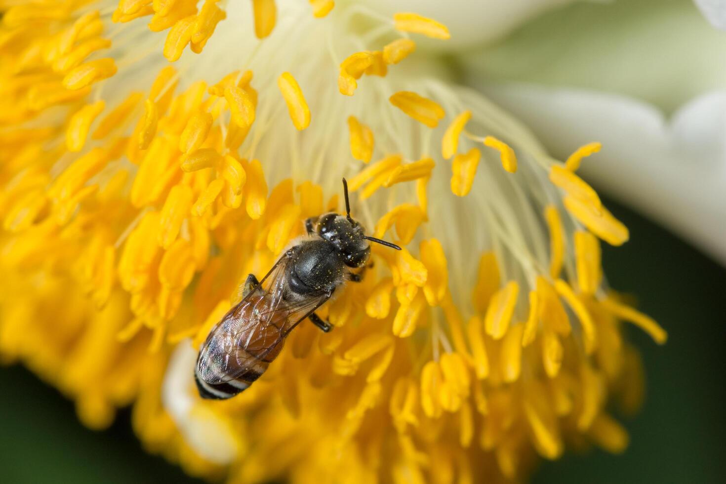 Bee looking for nectar photo