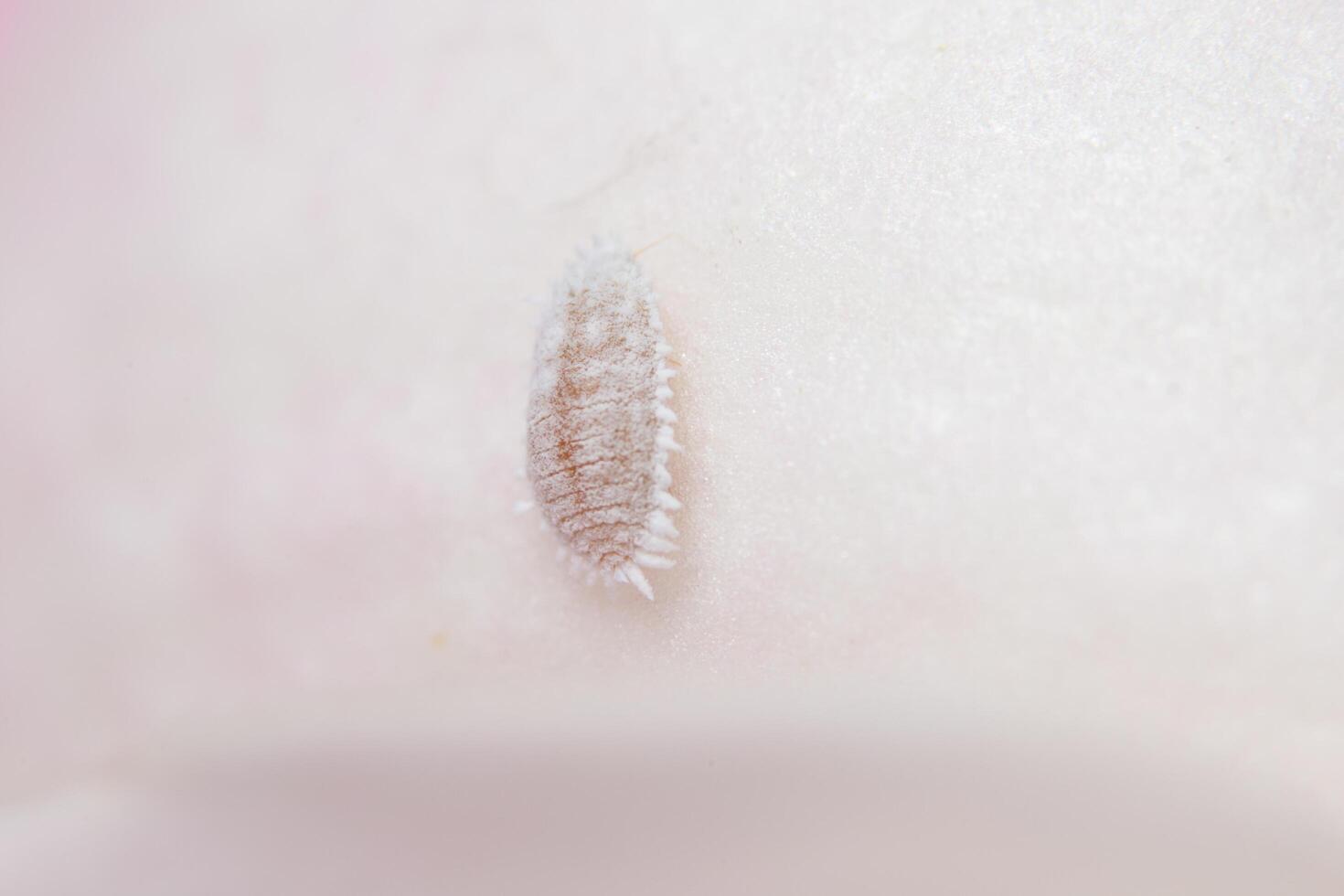 Pseudococcidae on a leaf photo