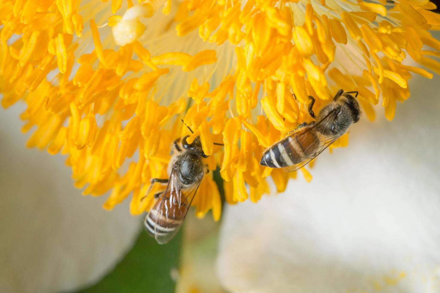 abejas buscando néctar foto