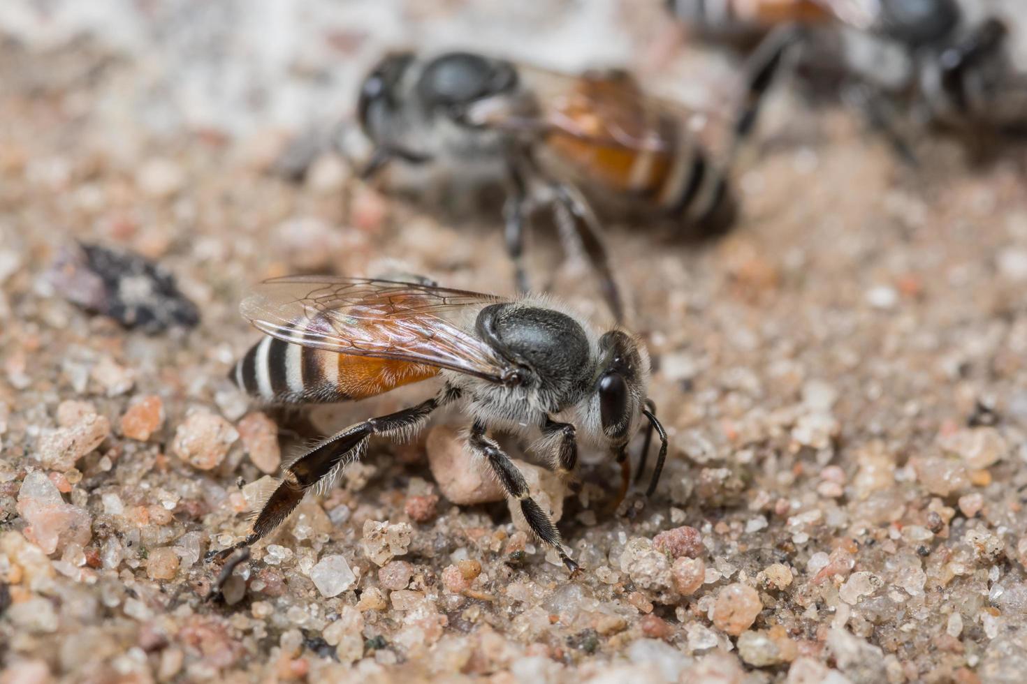 Bees feeding on the ground photo