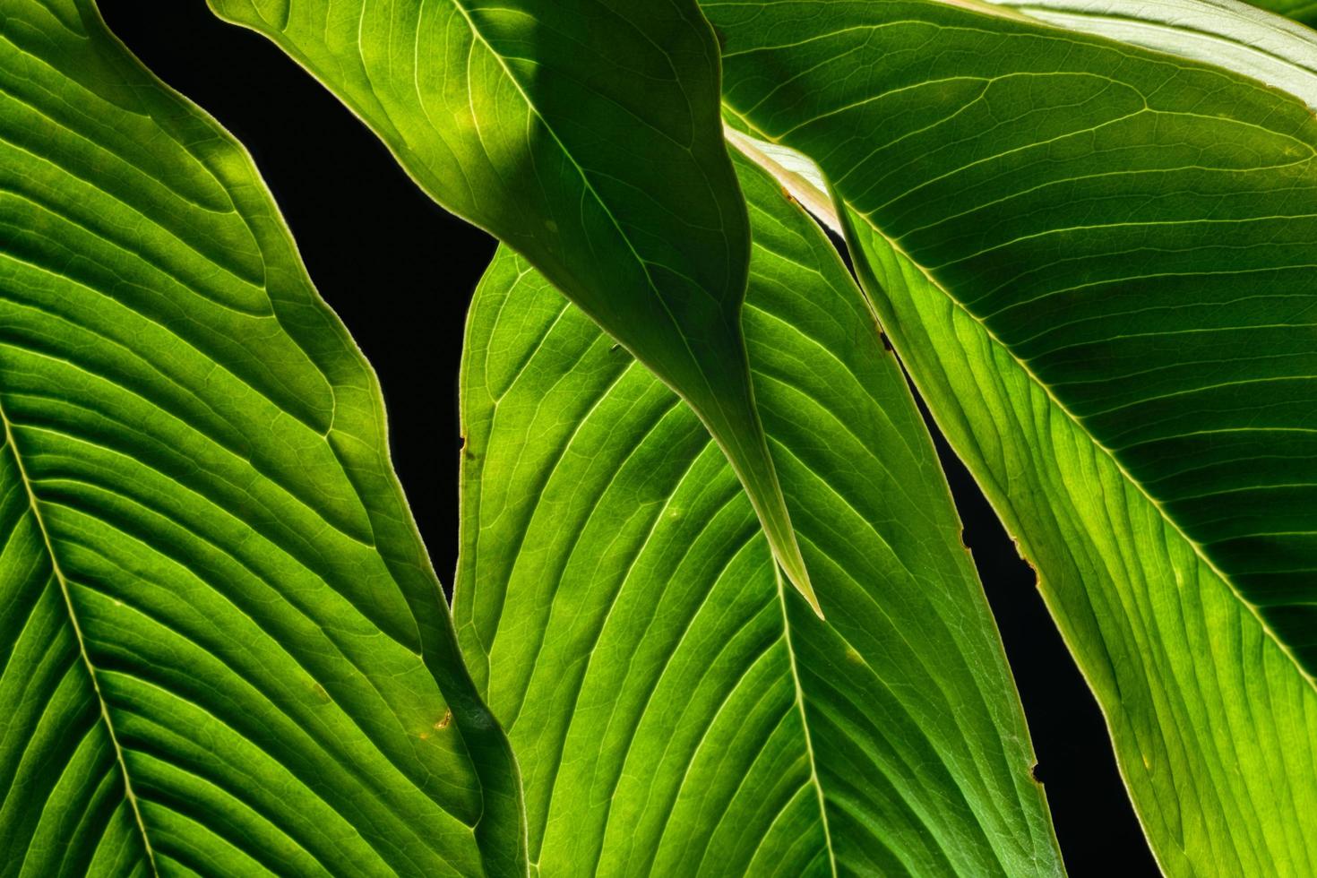 Green leaf background, close-up photo