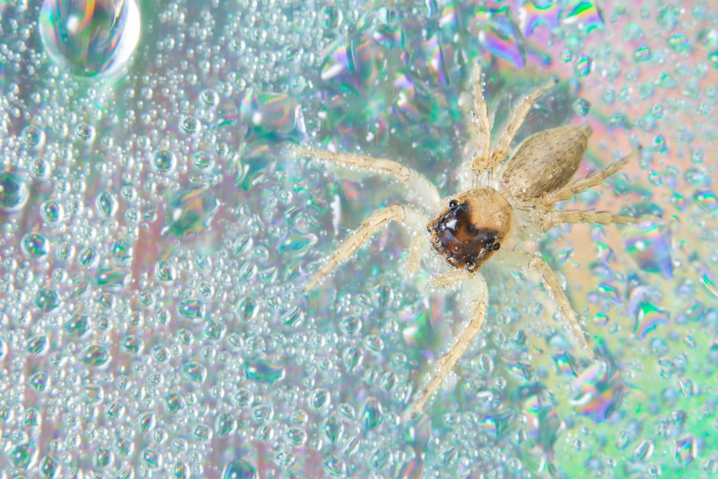 Spider on wet surface photo