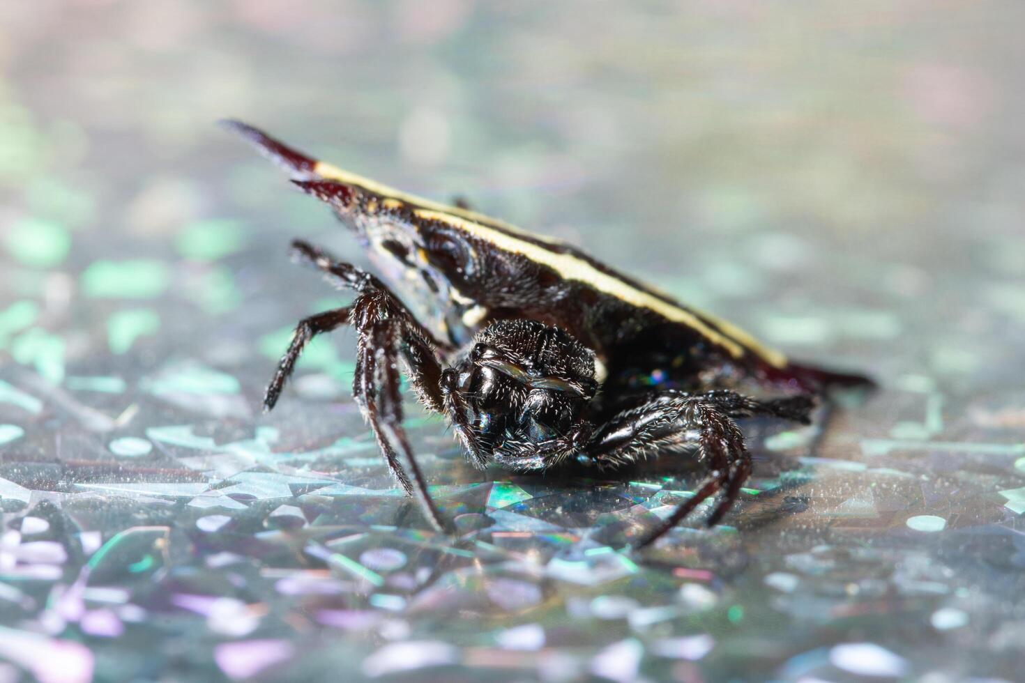 Macro background spider photo