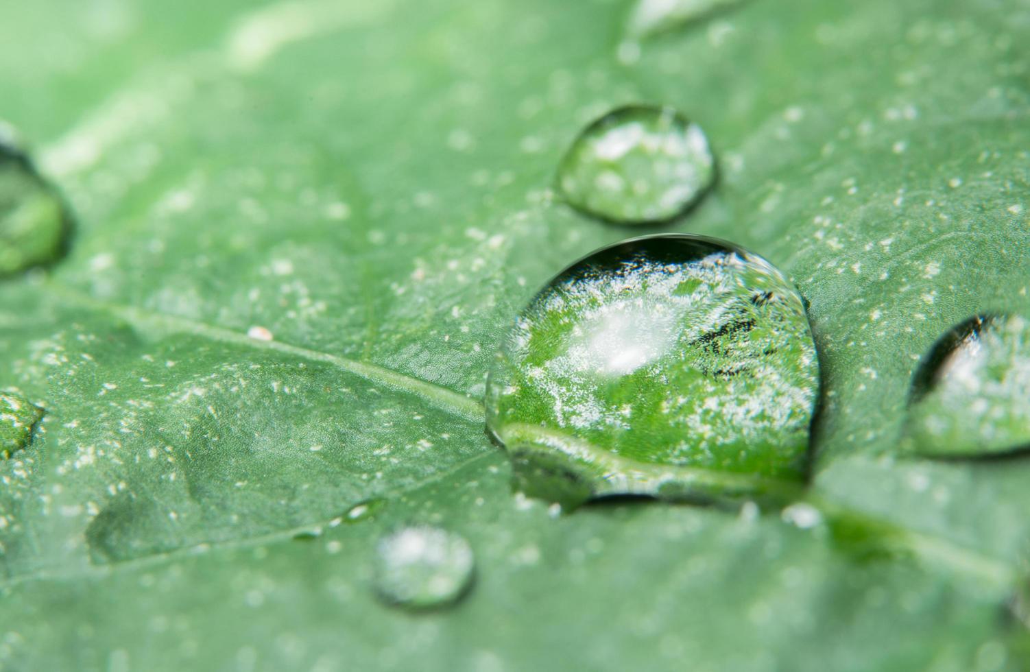 fondo de hoja verde foto