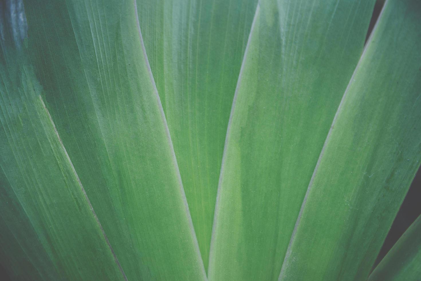 Leaf background, close-up photo