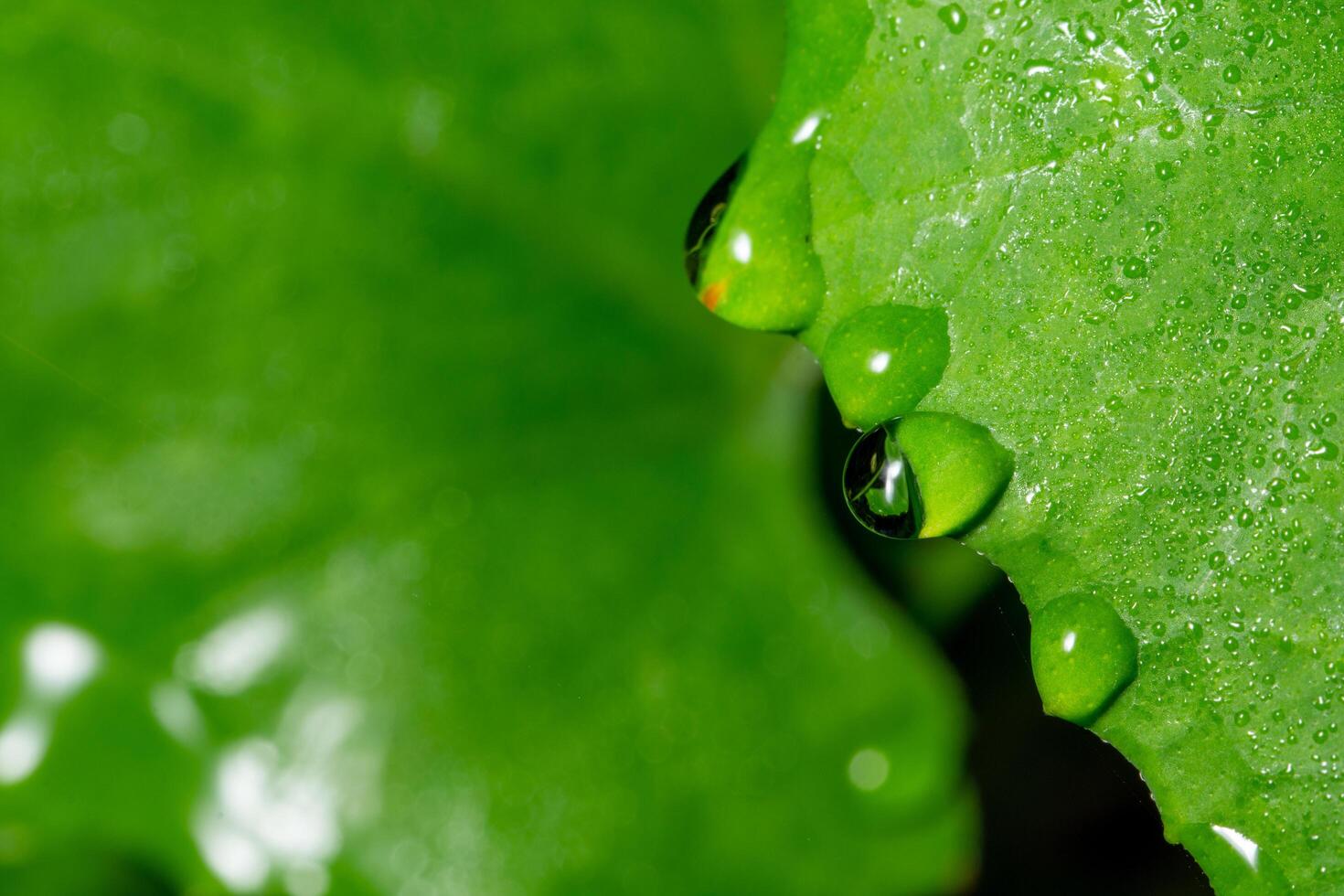 Green leaf background photo