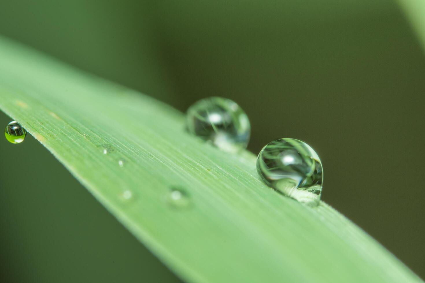 gotas de agua en una planta foto