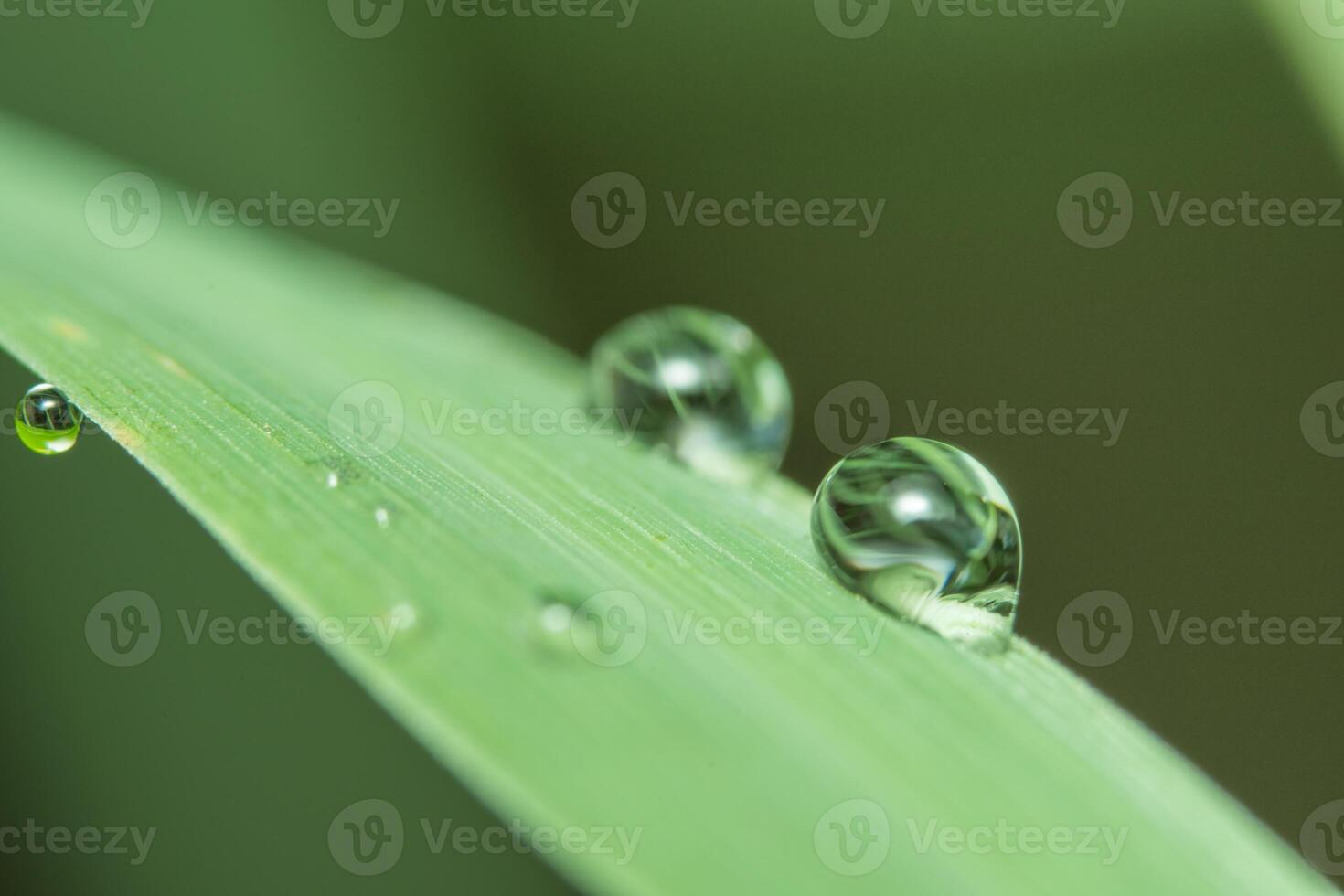 Two water droplets on a green leaf photo
