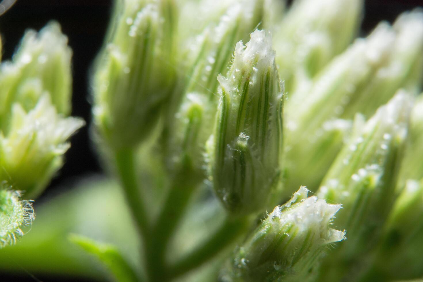 Wildflower close-up photo