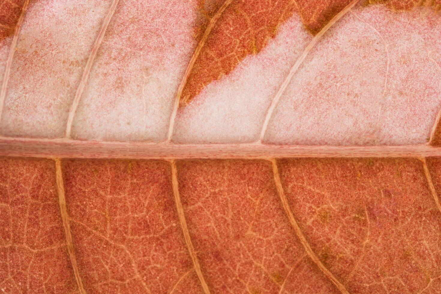 Leaf background, close-up photo