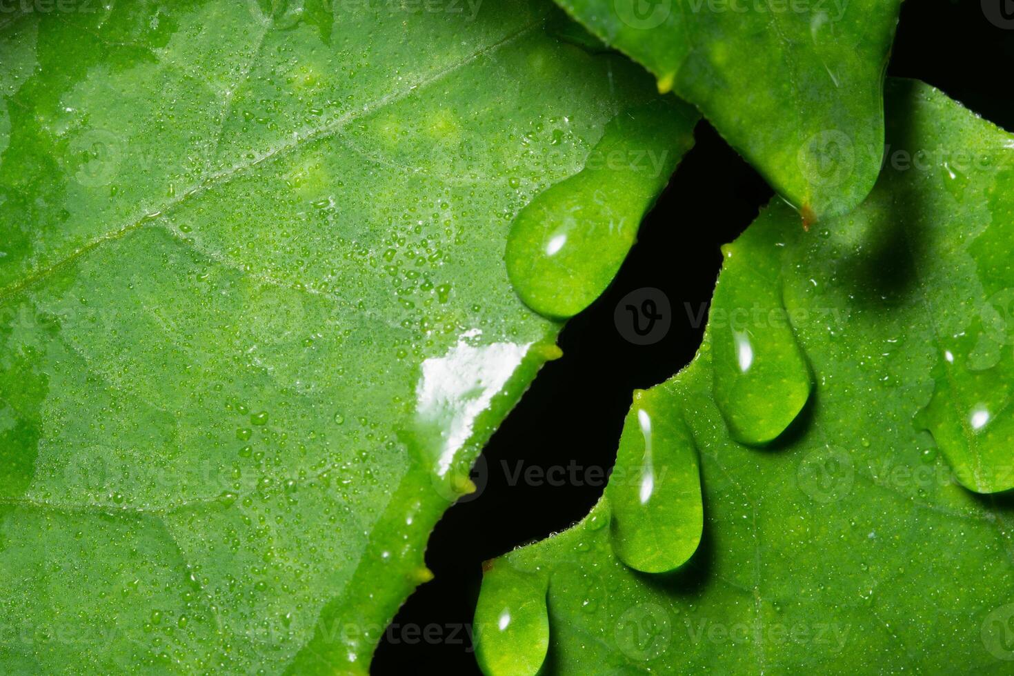 A close up of a leaf with water droplets photo