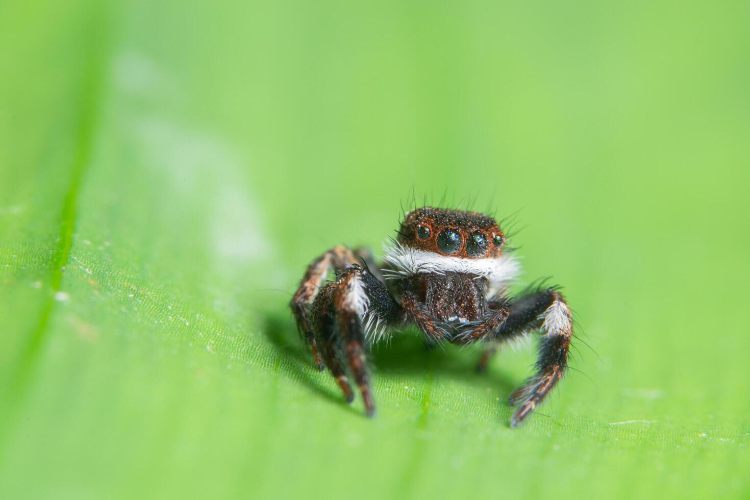 araña en una hoja foto