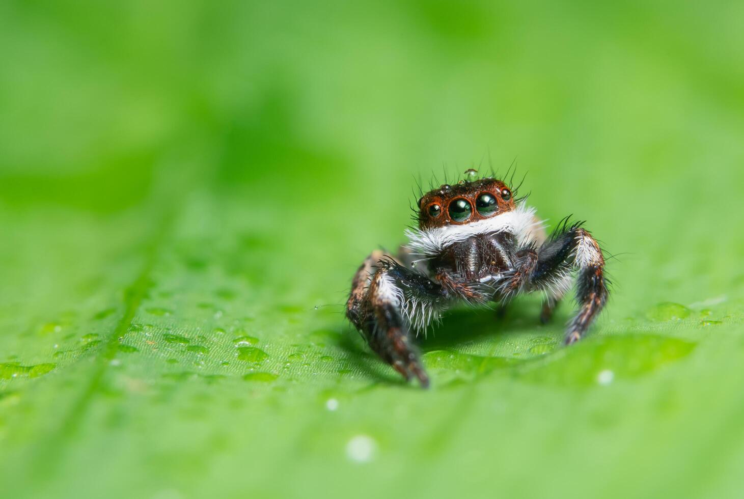 araña en una hoja foto