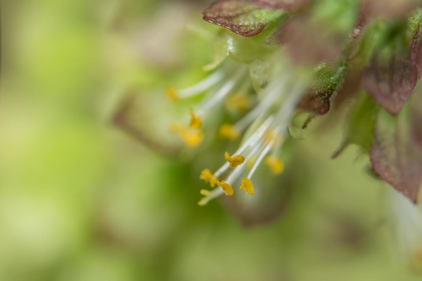 Wildflower close-up photo