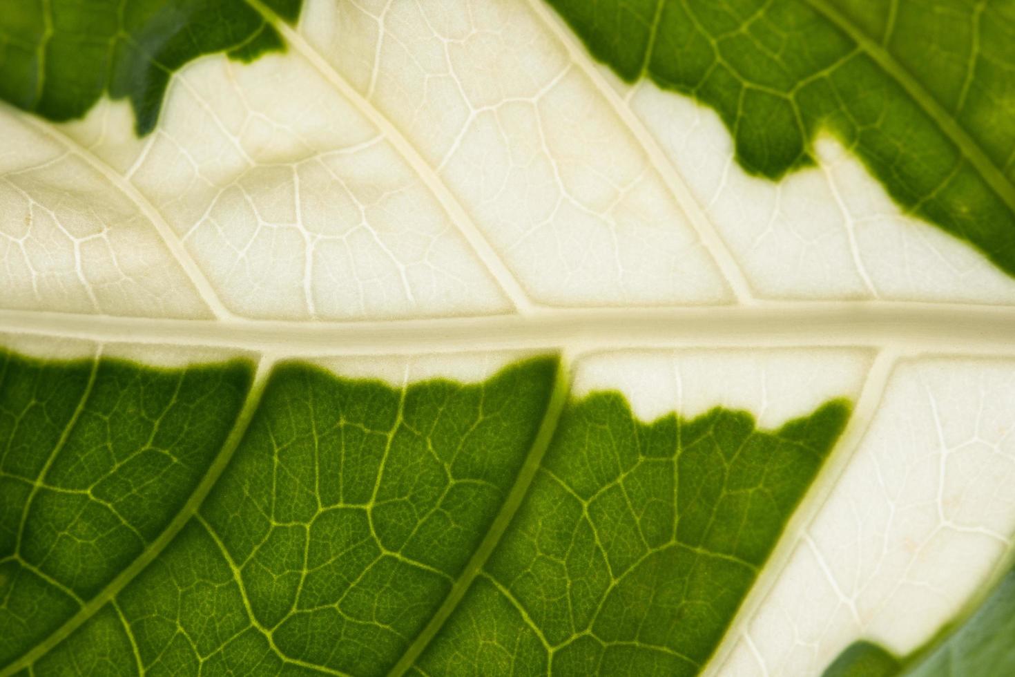 Green Leaf background photo