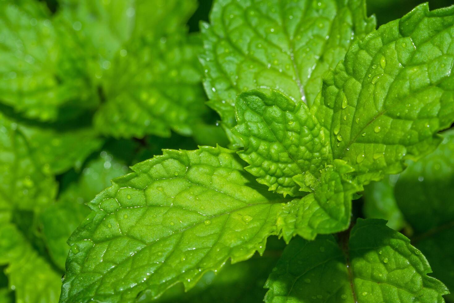 fondo de hoja, foto de primer plano