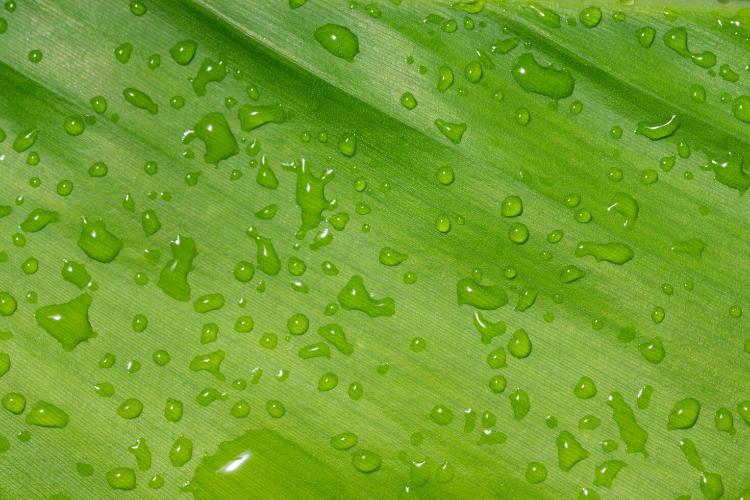 Wet leaf background photo