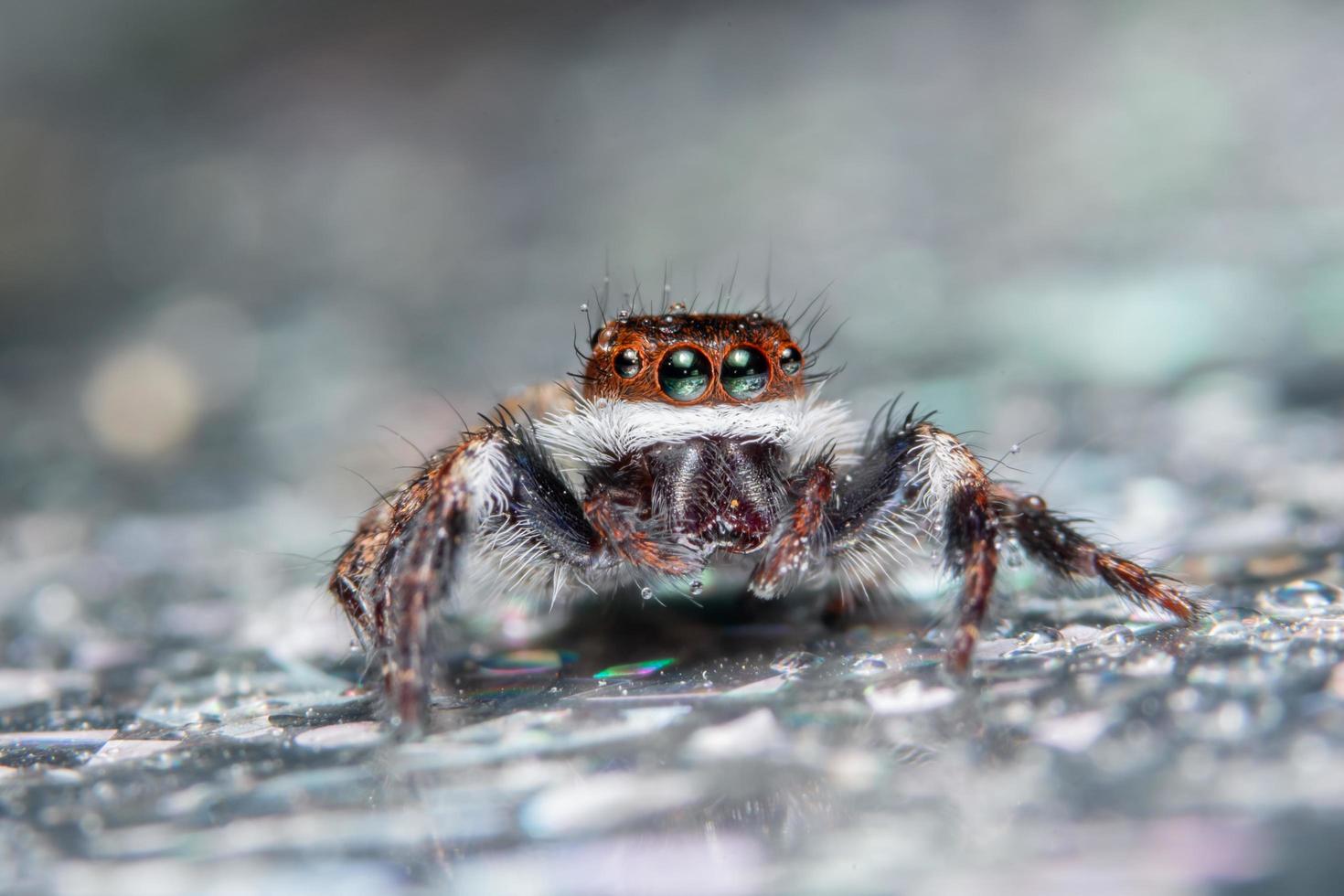 araña sobre una superficie mojada foto