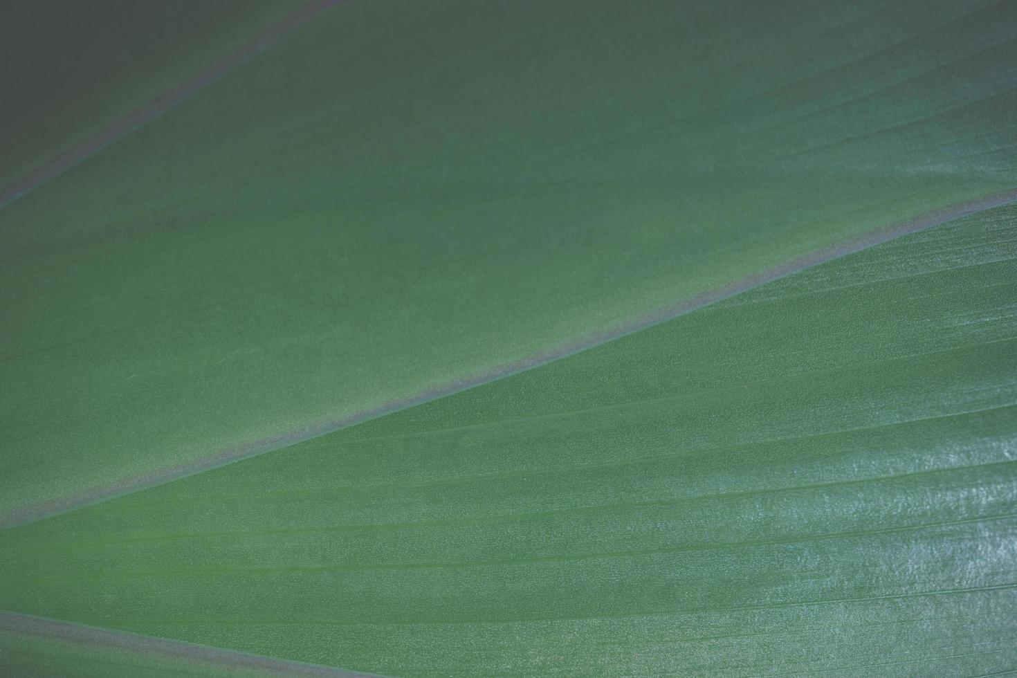 Green leaf background, close-up photo