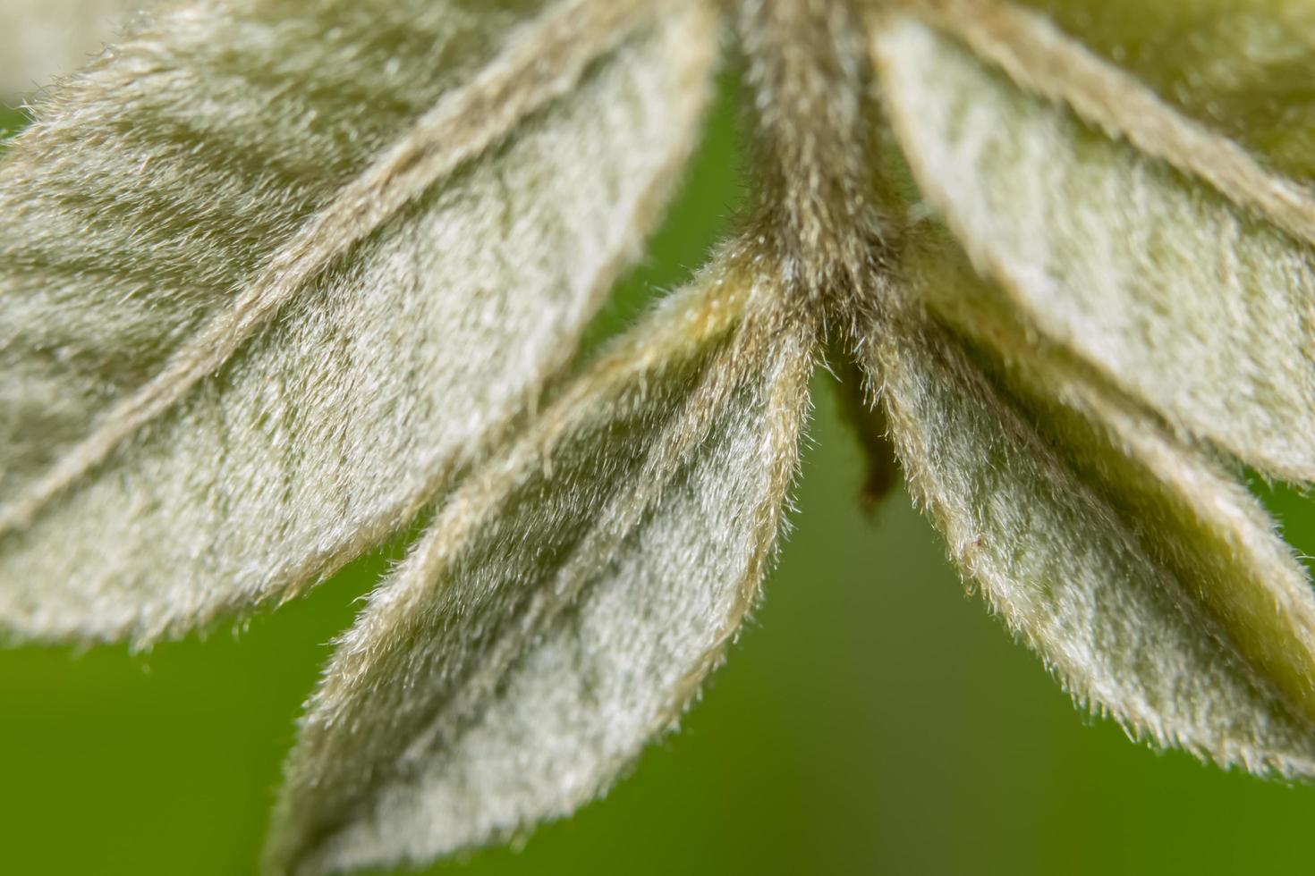 Green Leaf background photo