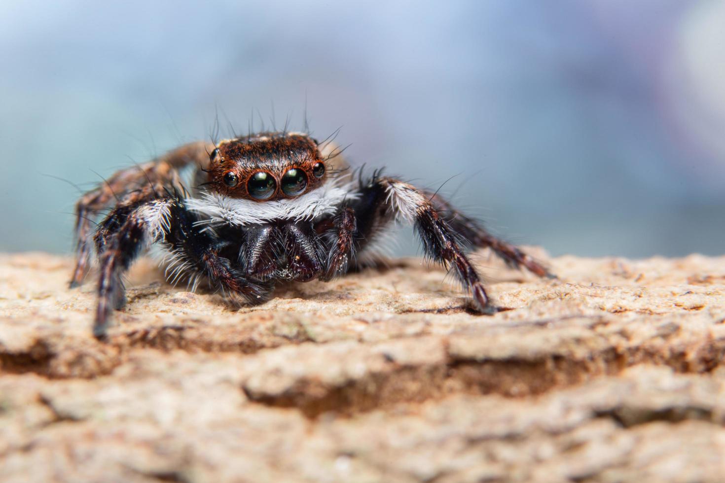 araña en un árbol foto